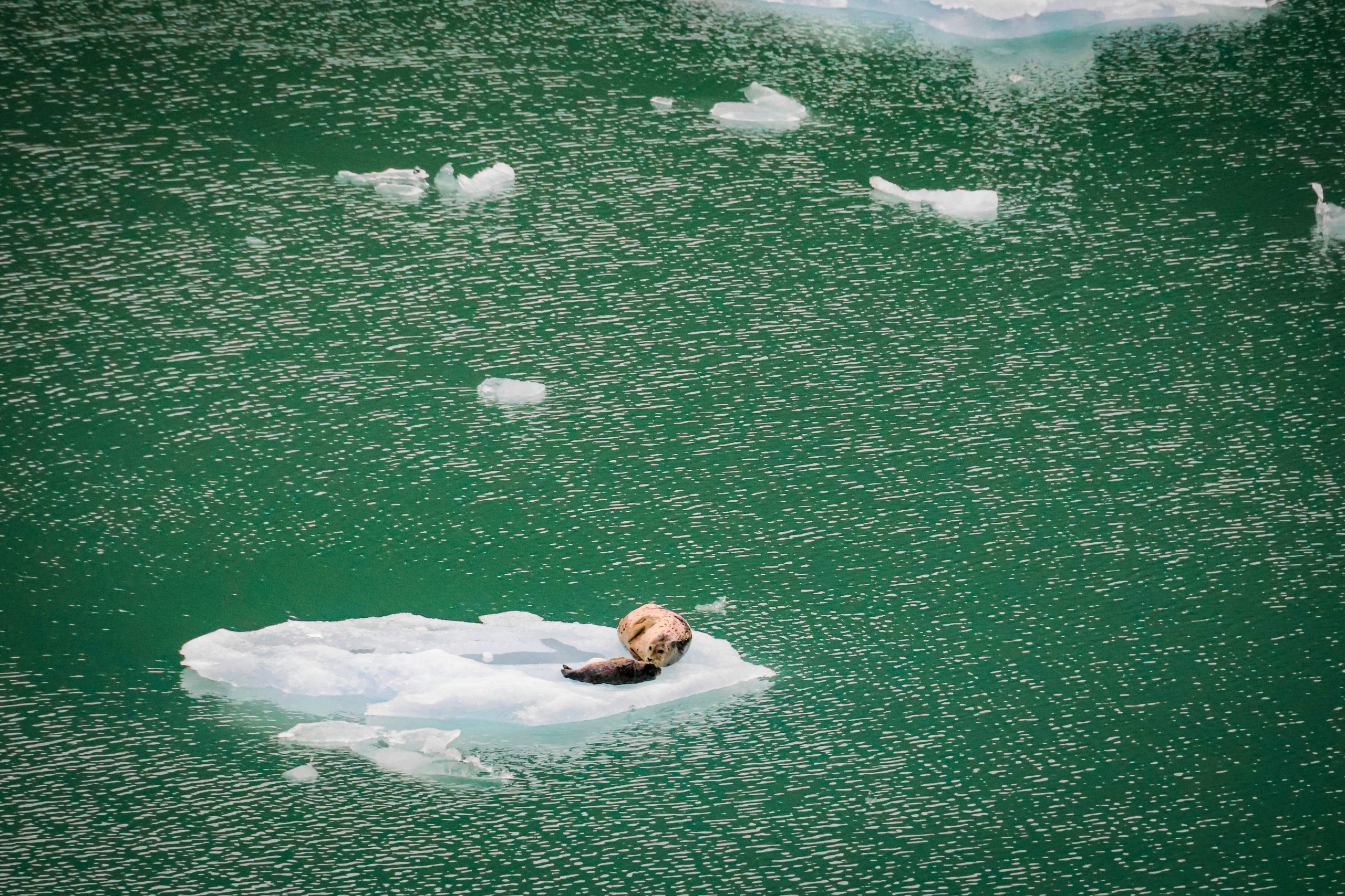 Polar Bear on ice slide